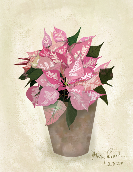 oil painting of a pink marbled poinsettia