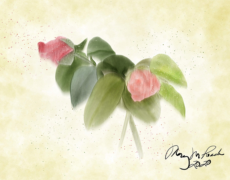 watercolor of two rosebuds