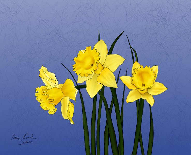 daffodils