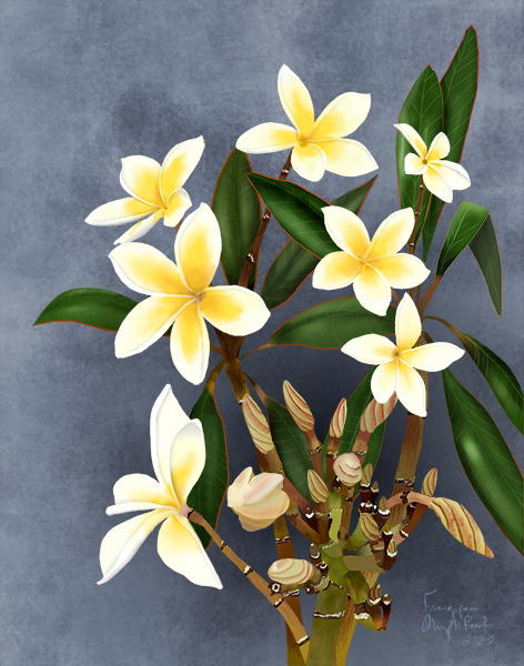 Frangipani plant of my neighbor on the other side