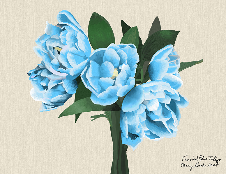 Blue frosted tulips