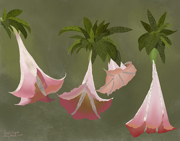 4 Angels Trumpets blossoms with leaves, against an abstract background